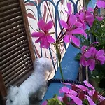 Bed & Breakfast Al Castello
