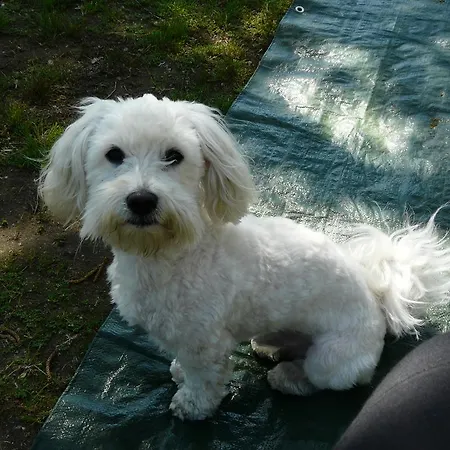 Panzió Al Castello Foglizzo