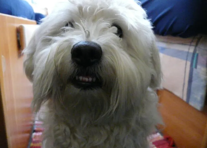 Al Castello Bed and breakfast Foglizzo