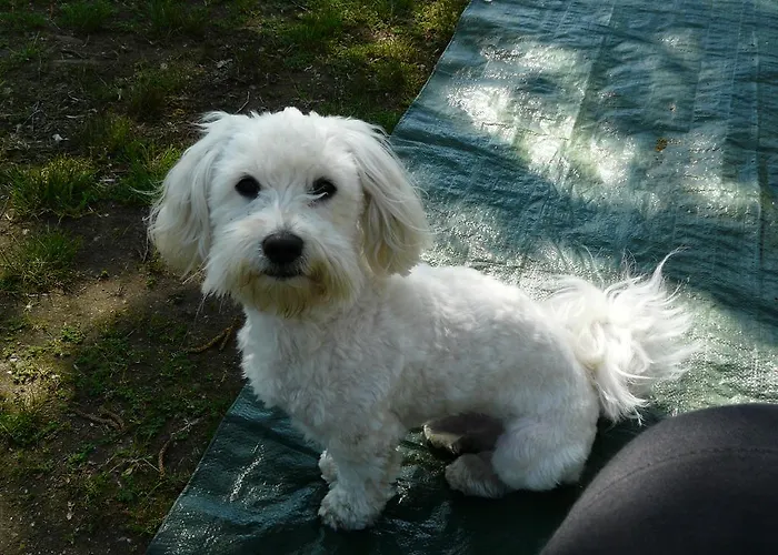 Bed and breakfast Al Castello Foglizzo