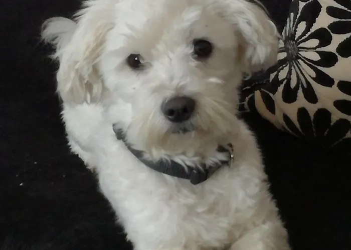 Al Castello * Foglizzo